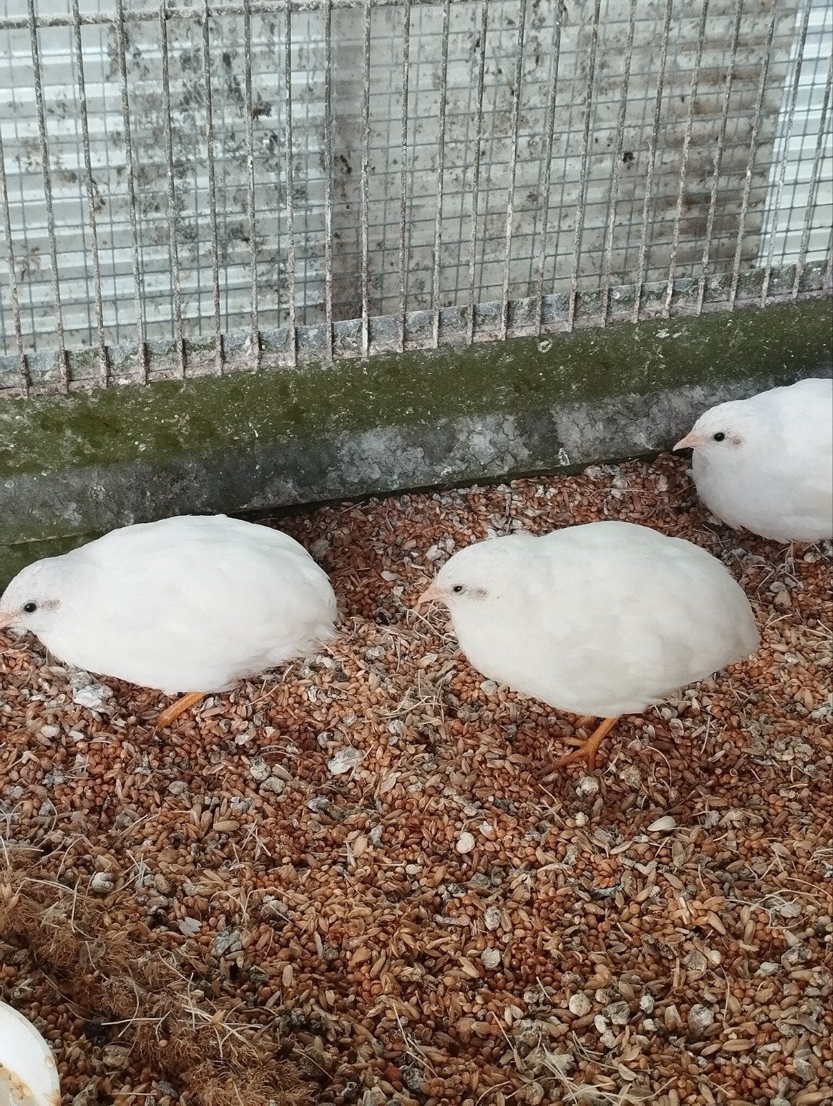 Chinese dwergkwartels, Dieren en Toebehoren, Pluimvee