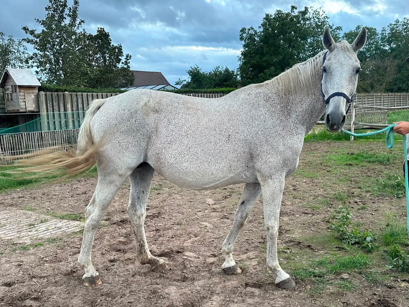 Drachtige merrie, Dieren en Toebehoren, Paarden, Merrie, Z