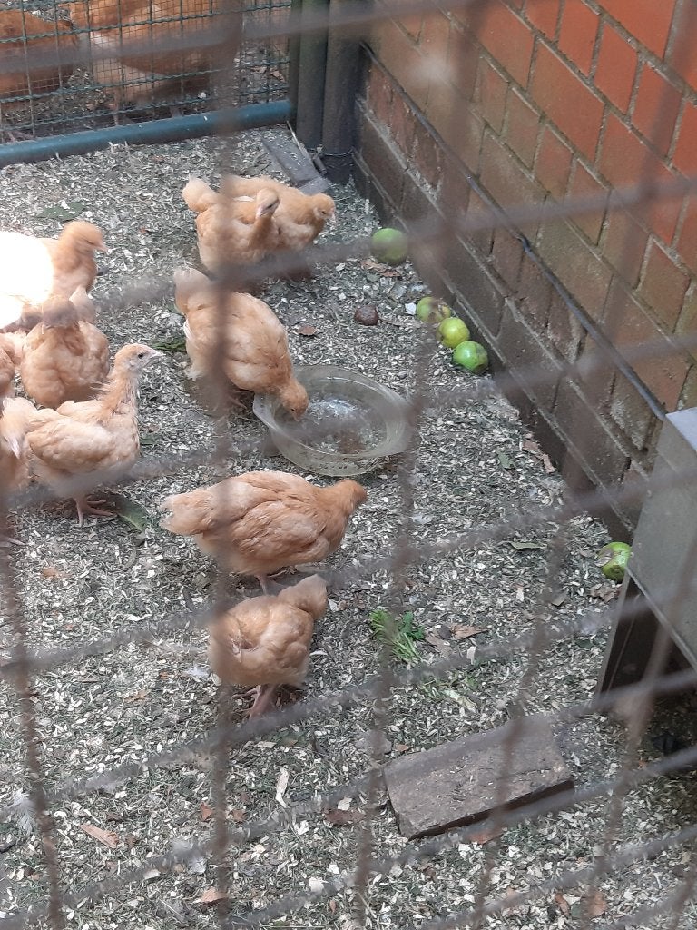 Kuikens Orpington, Poule ou poulet