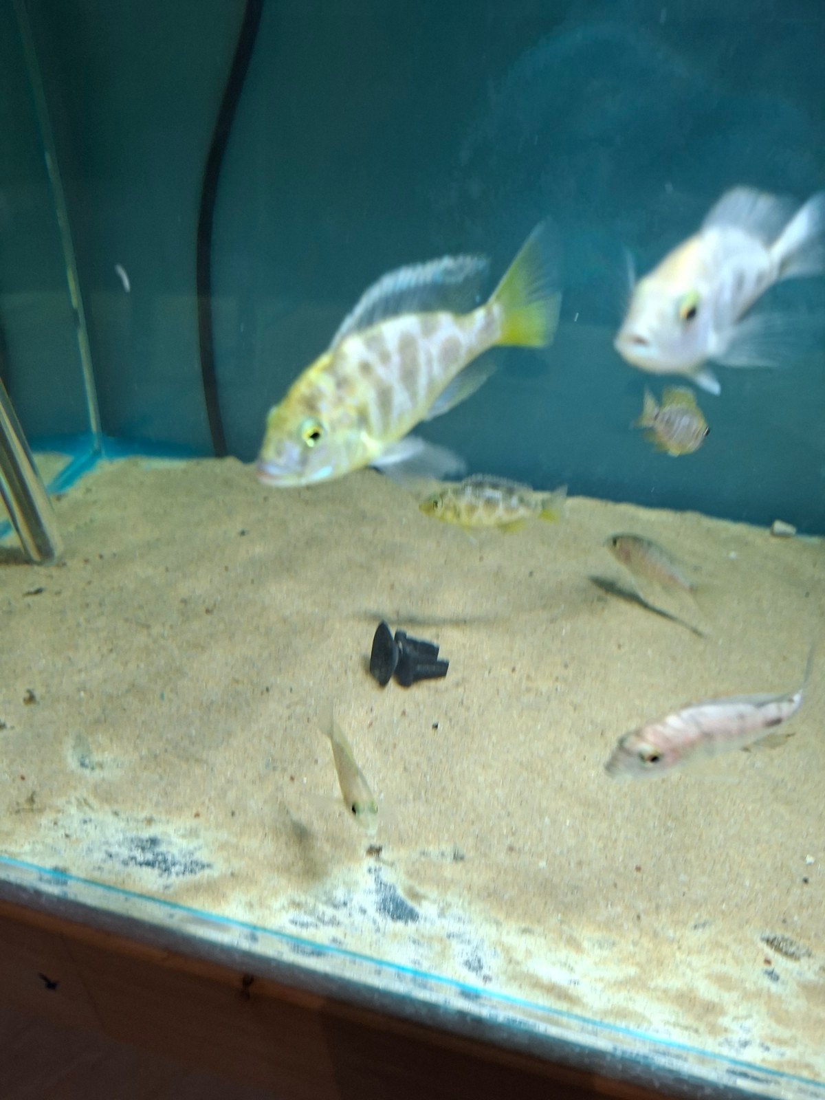 Cichlides malawi nimbochromis venustus