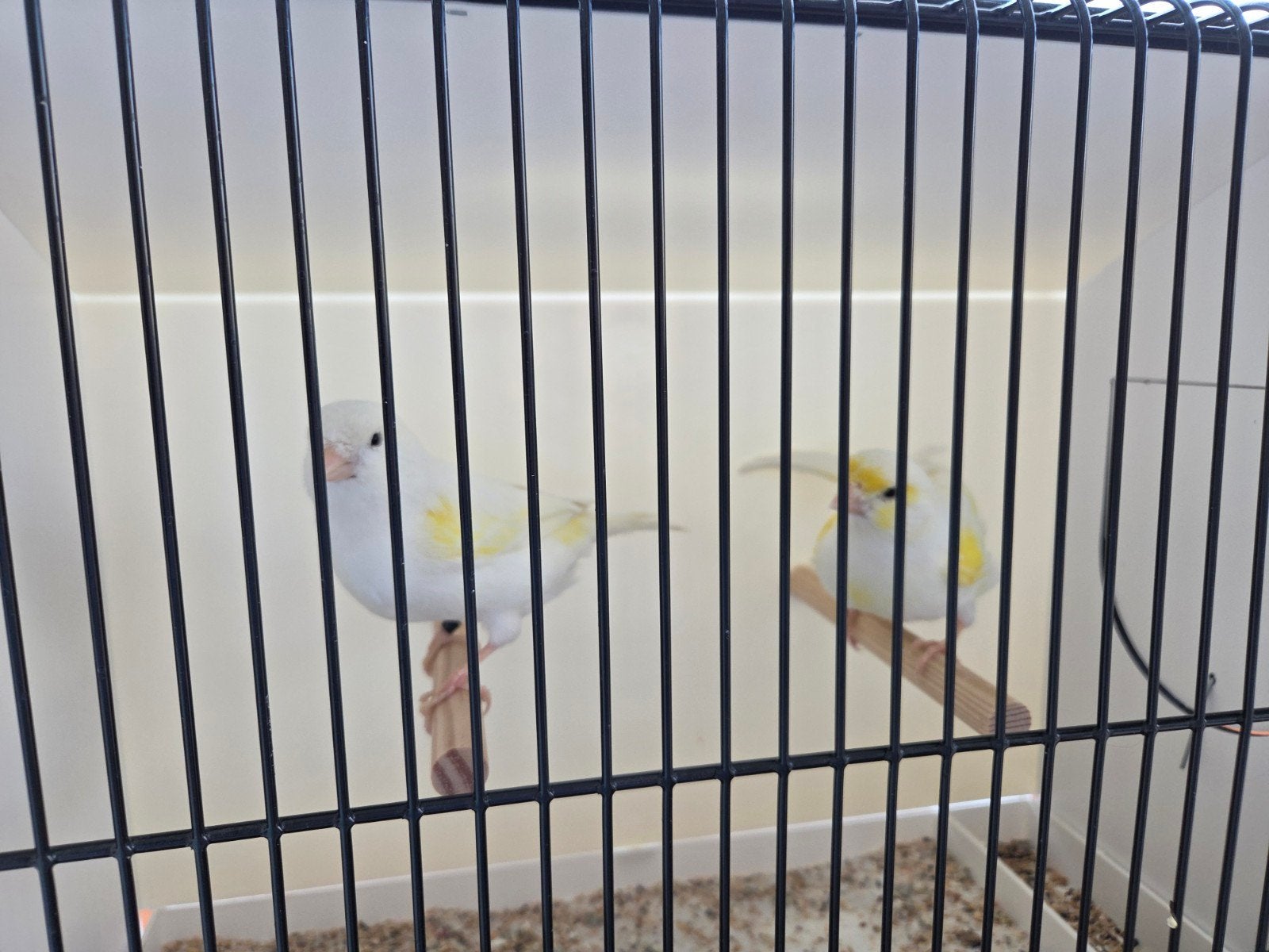 Mosaïque jaune des Canaries - garçon 2026, Enlèvement