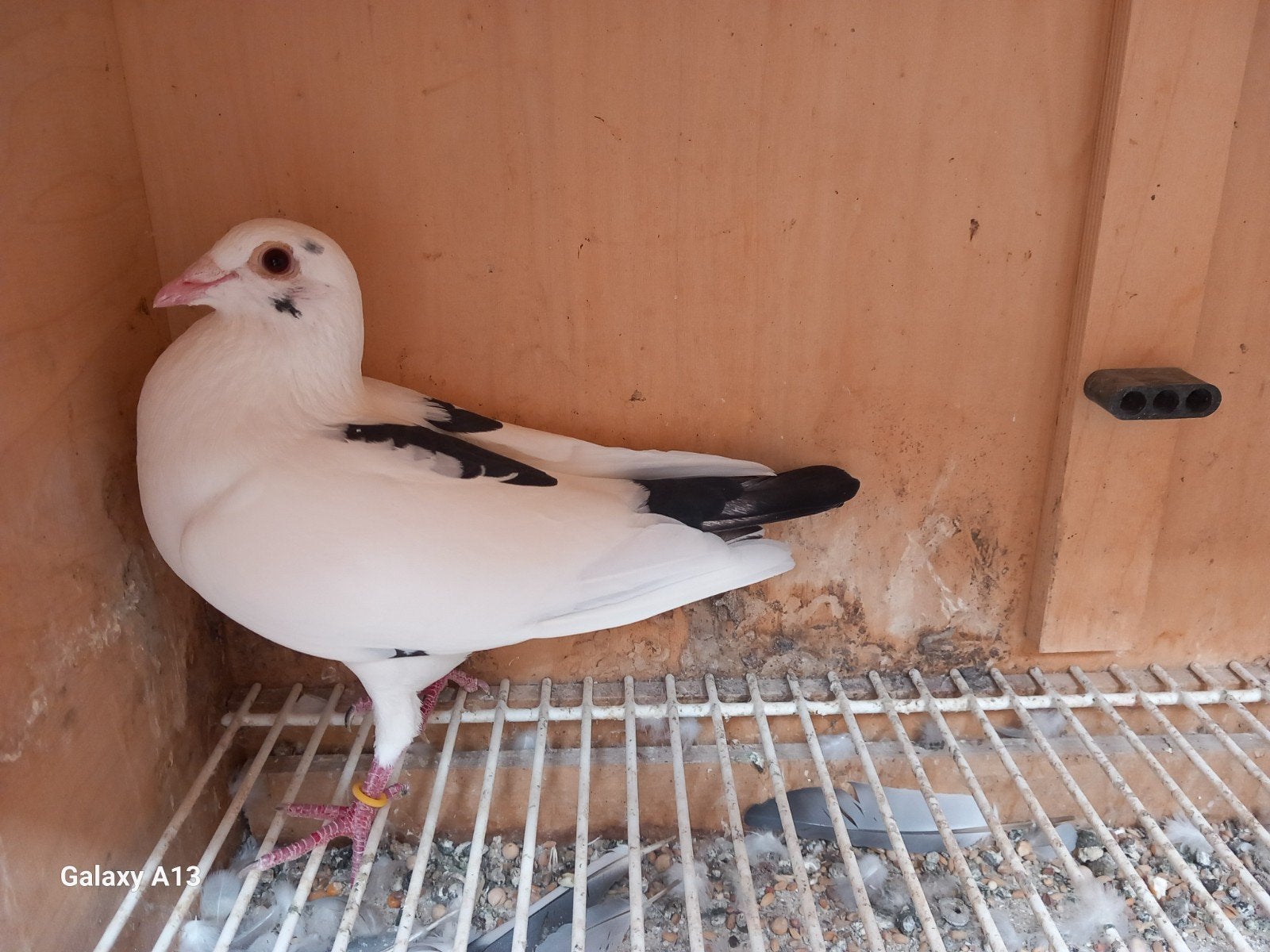 vitesse kweekduiver, Dieren en Toebehoren, Mannelijk, Postduif