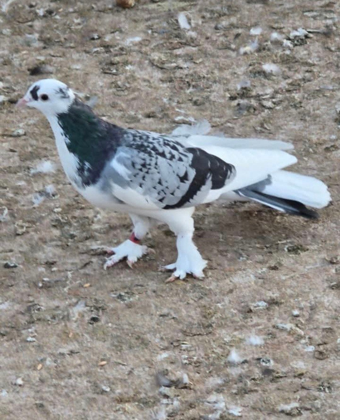 dunek mk, Dieren en Toebehoren