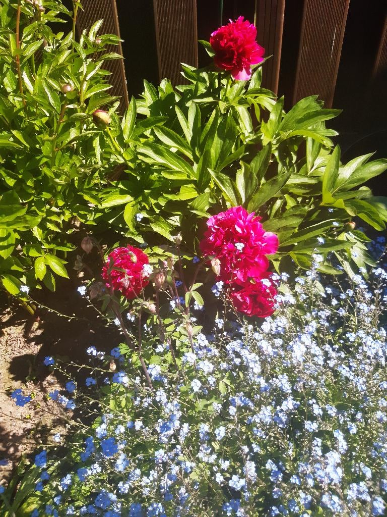 pioenroos, Tuin en Terras, Ophalen, Vaste plant, Volle zon