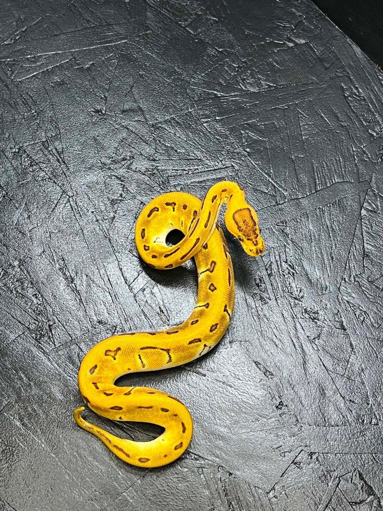 Ball python nakweek crypton, Animaux & Accessoires, Serpent, Domestique, 0 à 2 ans