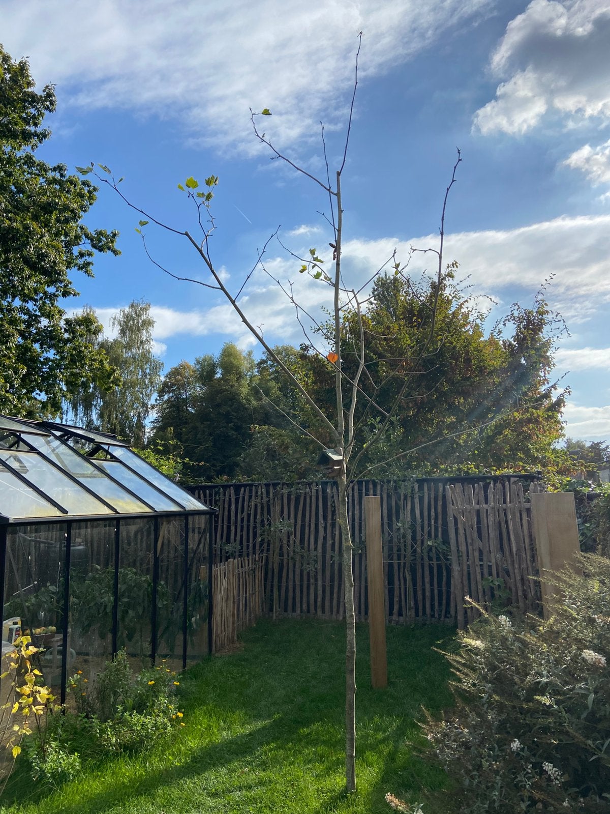 Boom: plataan., Tuin en Terras, Ophalen