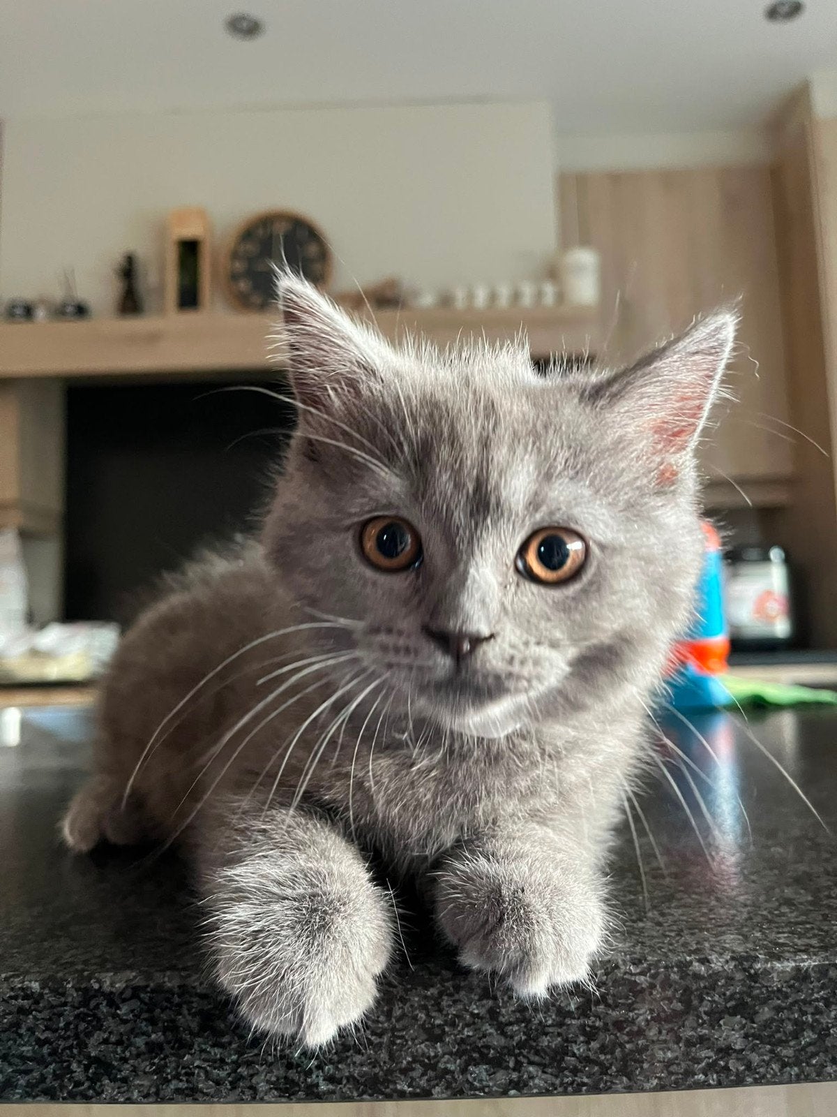 Britse korthaar kittens, Dieren en Toebehoren, Katten en Kittens | Raskatten | Langhaar, Meerdere dieren, 0 tot 2 jaar, Gechipt