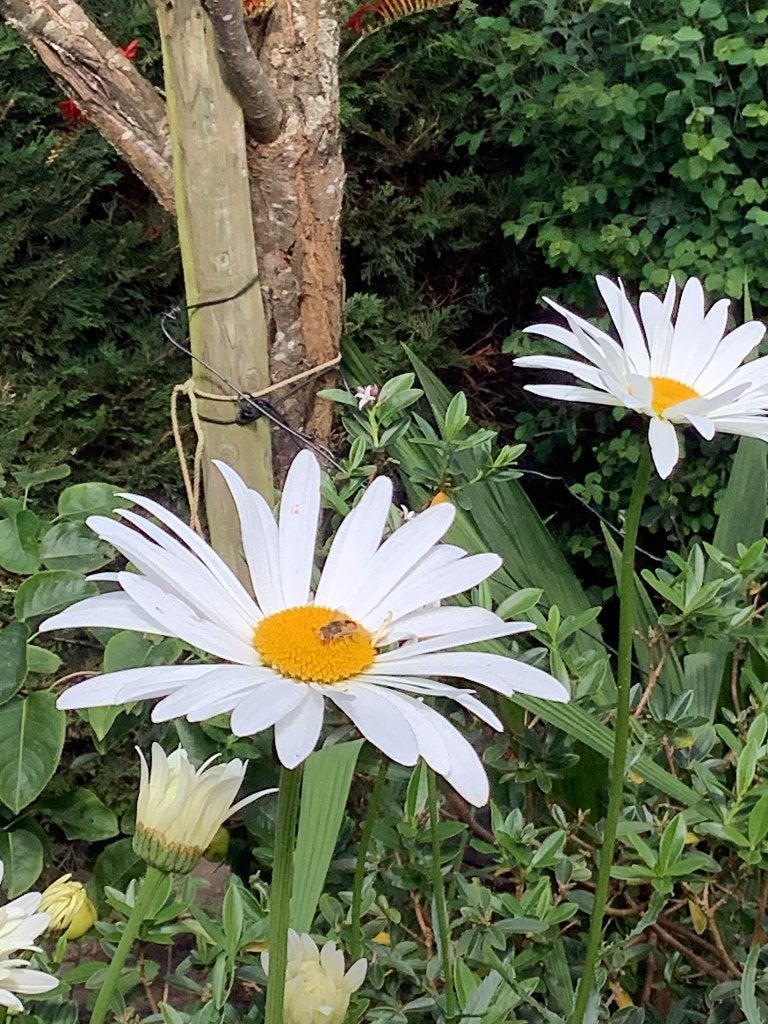 Vaste planten, Enlèvement