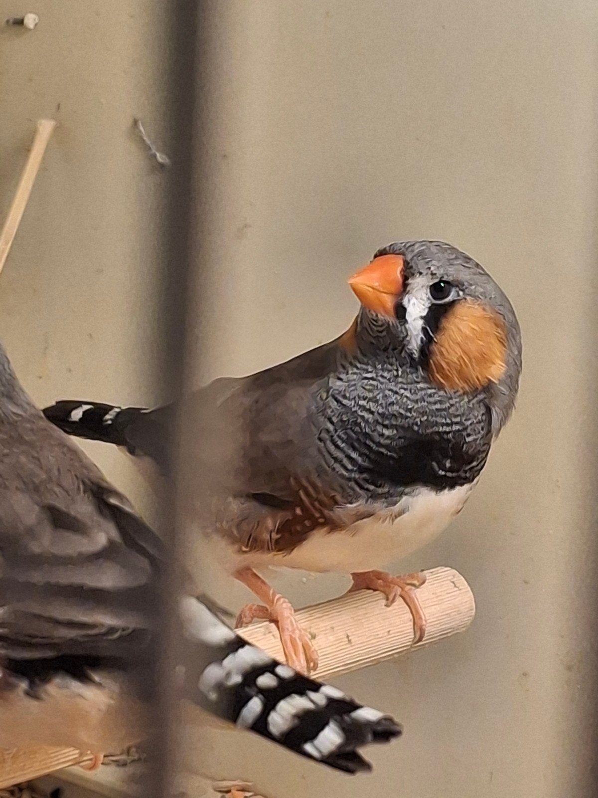 charchoal zebravink, Dieren en Toebehoren