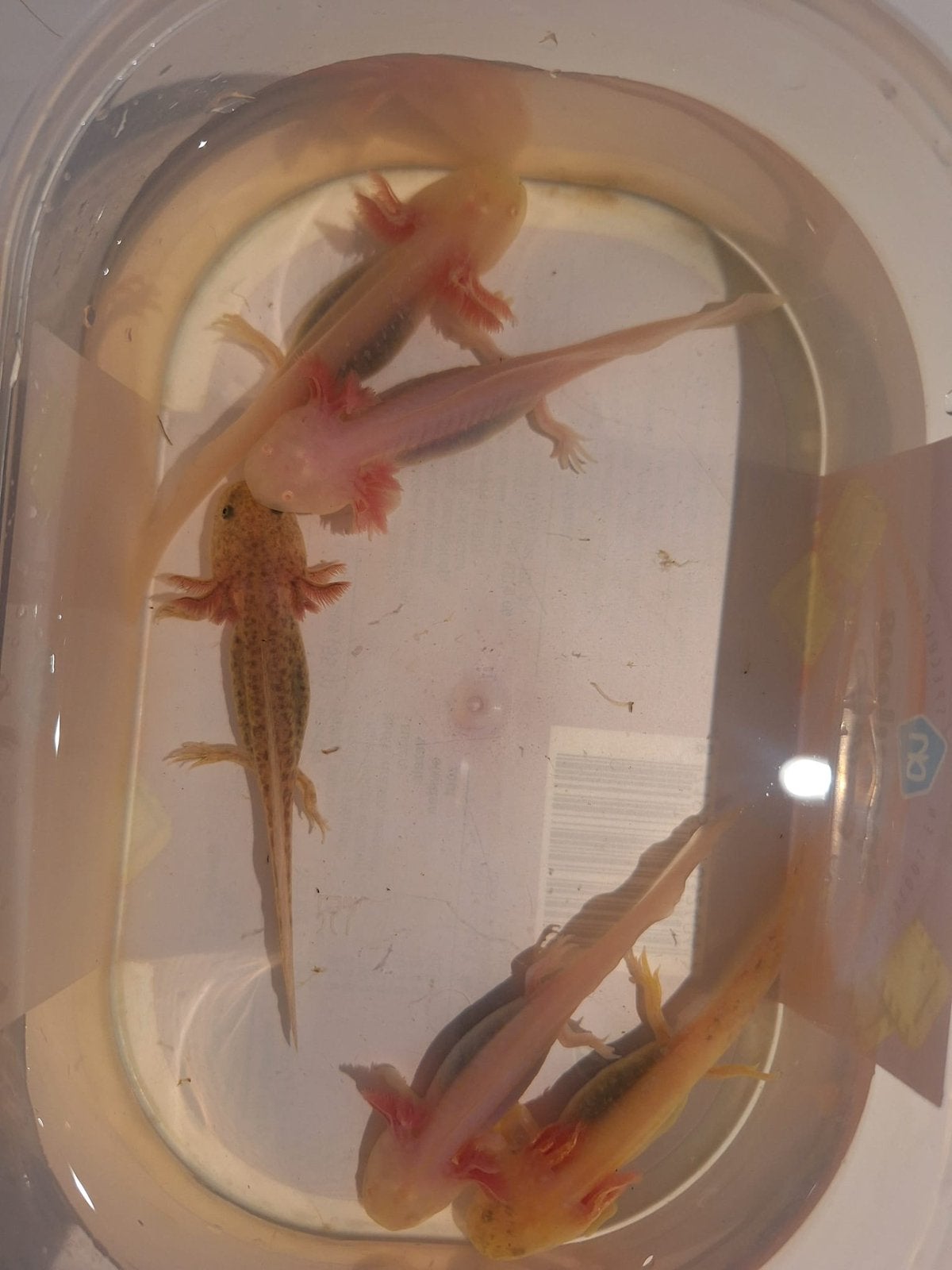 Axolotl, Dieren en Toebehoren, Amfibie, 0 tot 2 jaar