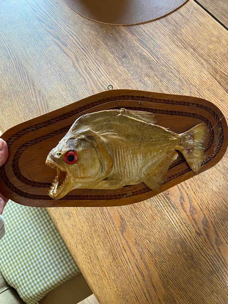 Decoratieve vis Piranha, Enlèvement ou Envoi