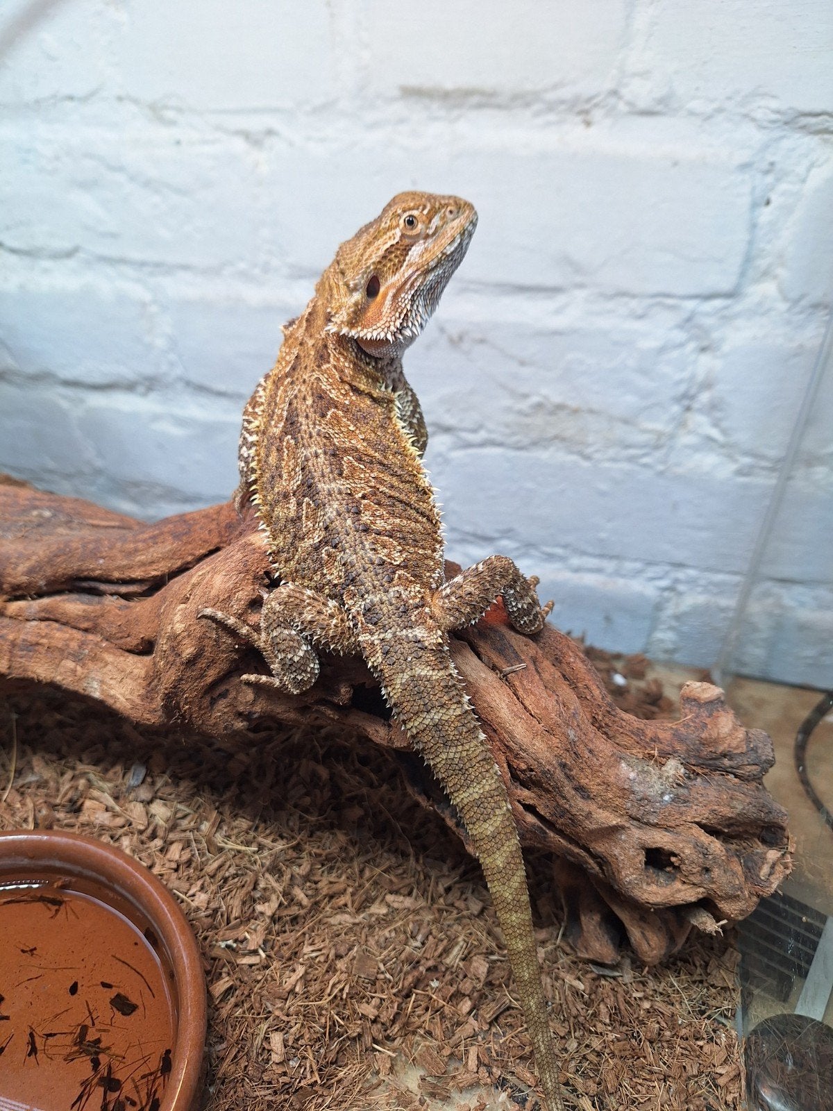 Dragons barbus à vendre, Animaux & Accessoires, Reptiles & Amphibiens, Lézard, Domestique, 0 à 2 ans