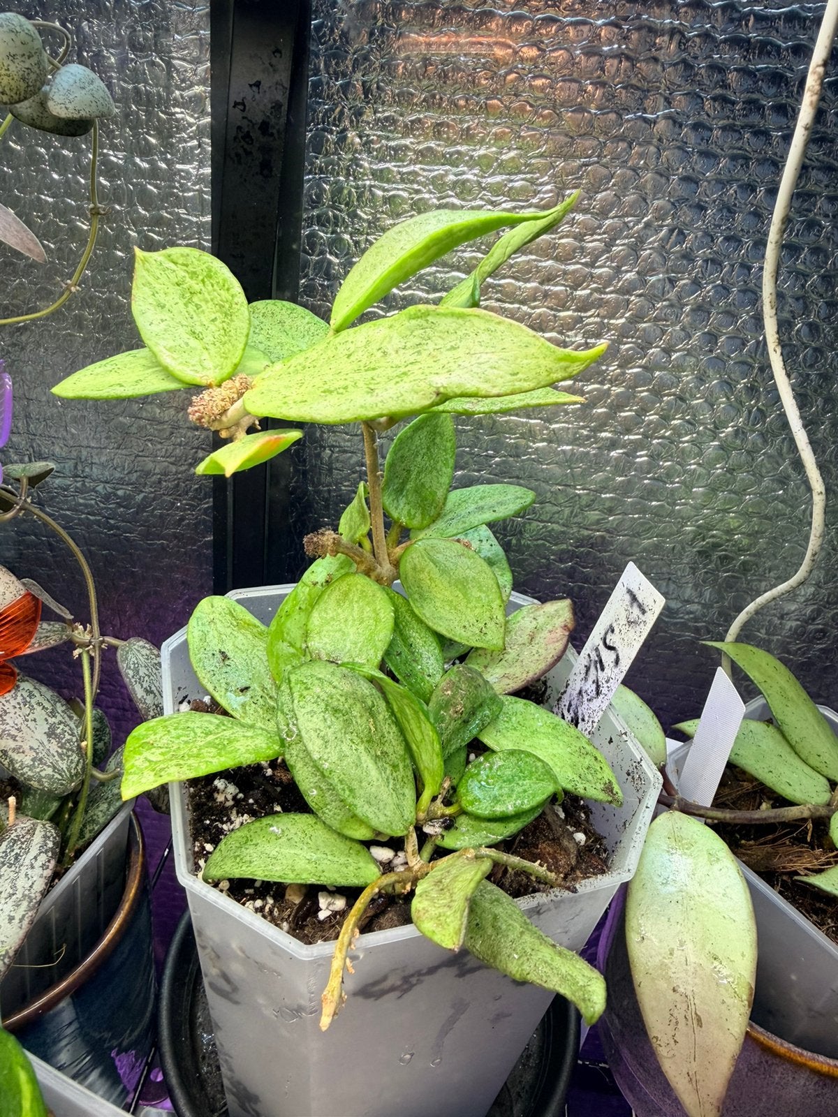 Hoya silver heart plant, Huis en Inrichting, Kamerplanten, Ophalen of Verzenden
