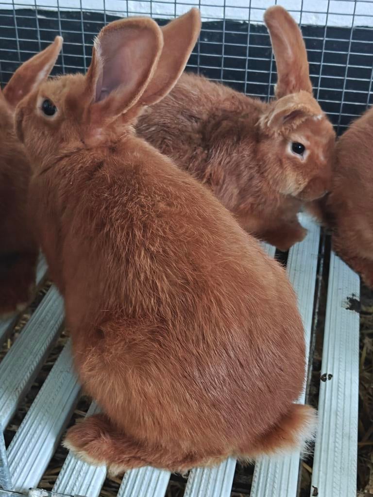 Lapins fauve de Bourgogne à vendre