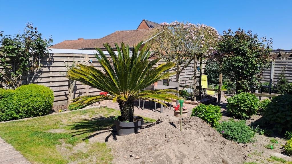 Cycas revoluta - palm, Tuin en Terras, Volle zon, Vaste plant, Bloeit niet, Ophalen