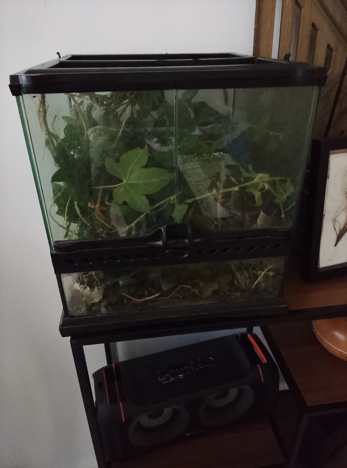 terrarium met wandelende takken, Animaux & Accessoires, Insectes & Araignées, Phasme