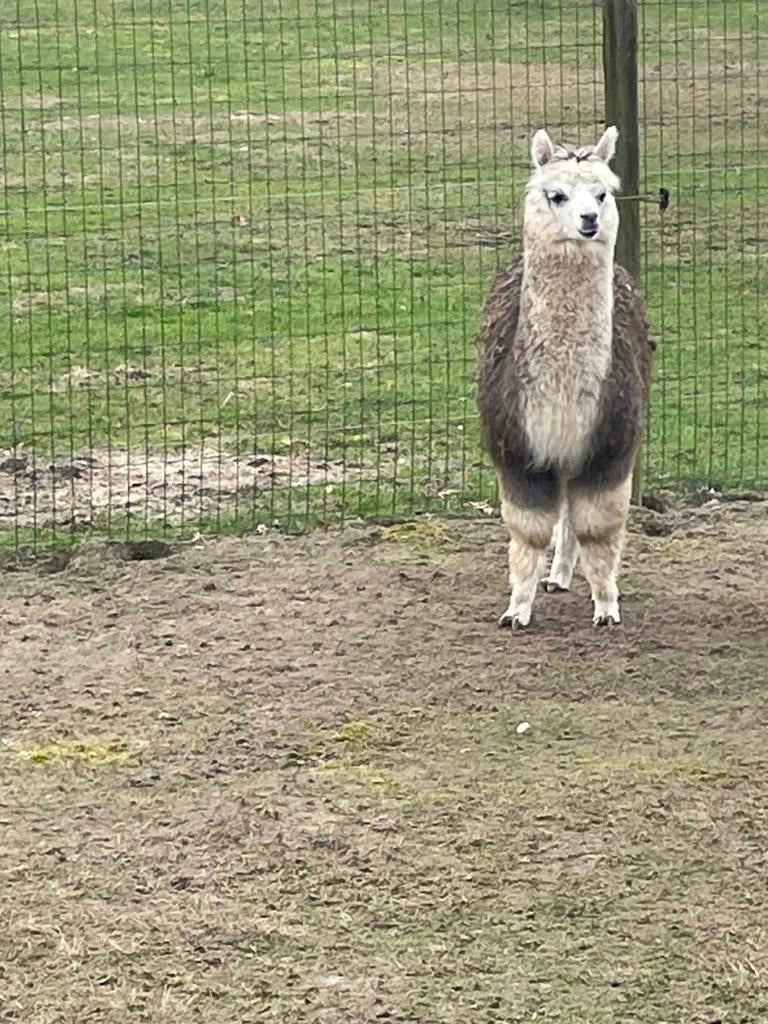 Alpaca veulentjes, Juli, Meerdere dieren