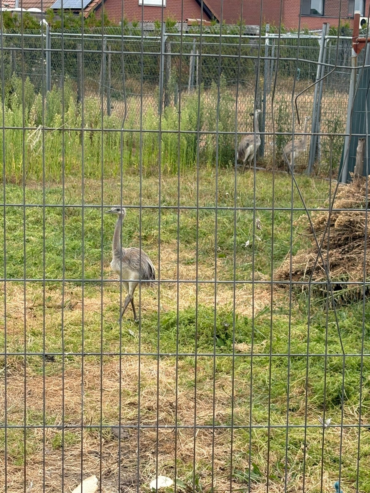 3 Nandoes, Dieren en Toebehoren, Meerdere dieren, Overige soorten
