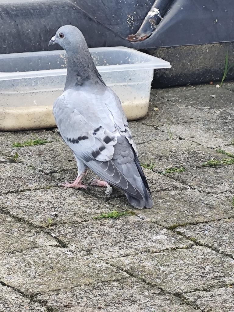 Jong postduif, Sexe inconnu, Pigeon voyageur