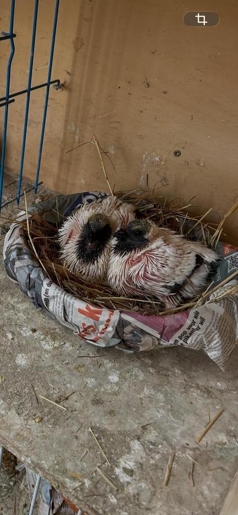 Nonduiven, Dieren en Toebehoren, Pluimvee