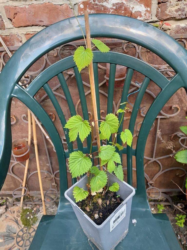 Plante : houblon, Jardin & Terrasse, Enlèvement