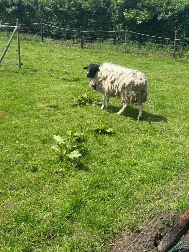 Schapen bok, Mannelijk, Schaap, 3 tot 5 jaar