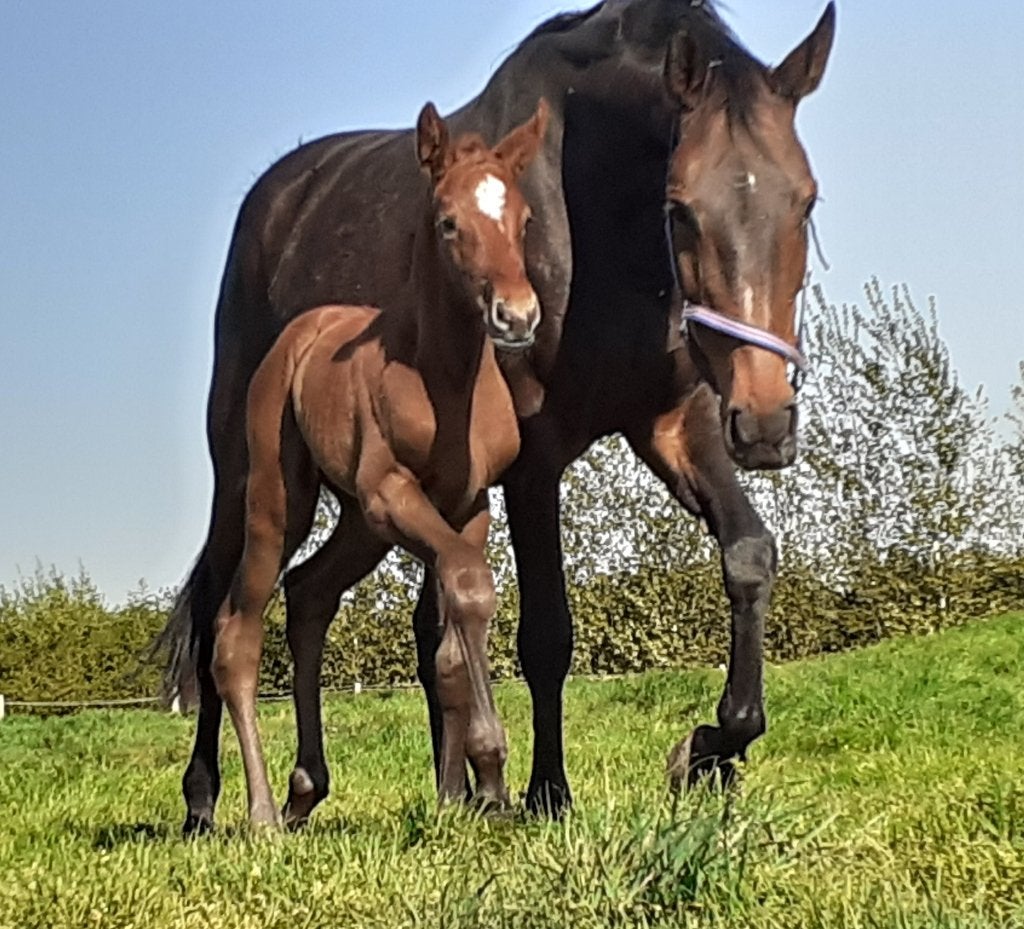 fokmerrie, Merrie, Springpaard, Met stamboom, 170 tot 175 cm