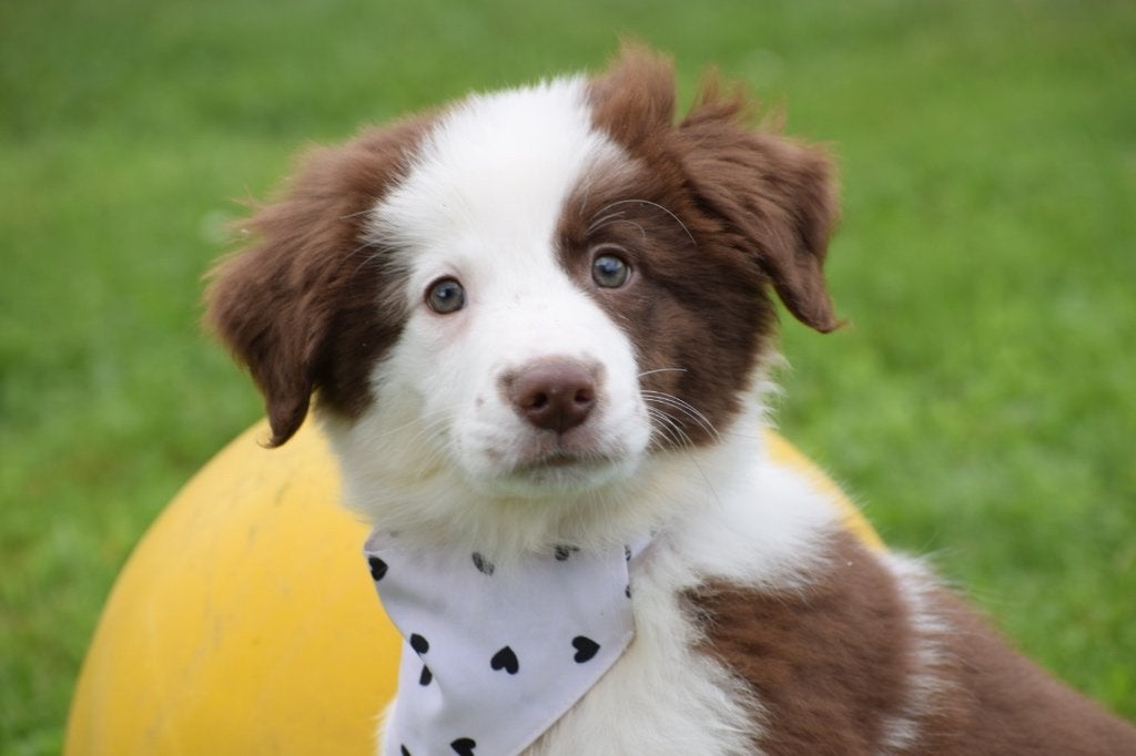 Border collie pups nieuw nestje, Dieren en Toebehoren, Honden | Herdershonden en Veedrijvers, België, 8 tot 15 weken, Collie, Meerdere