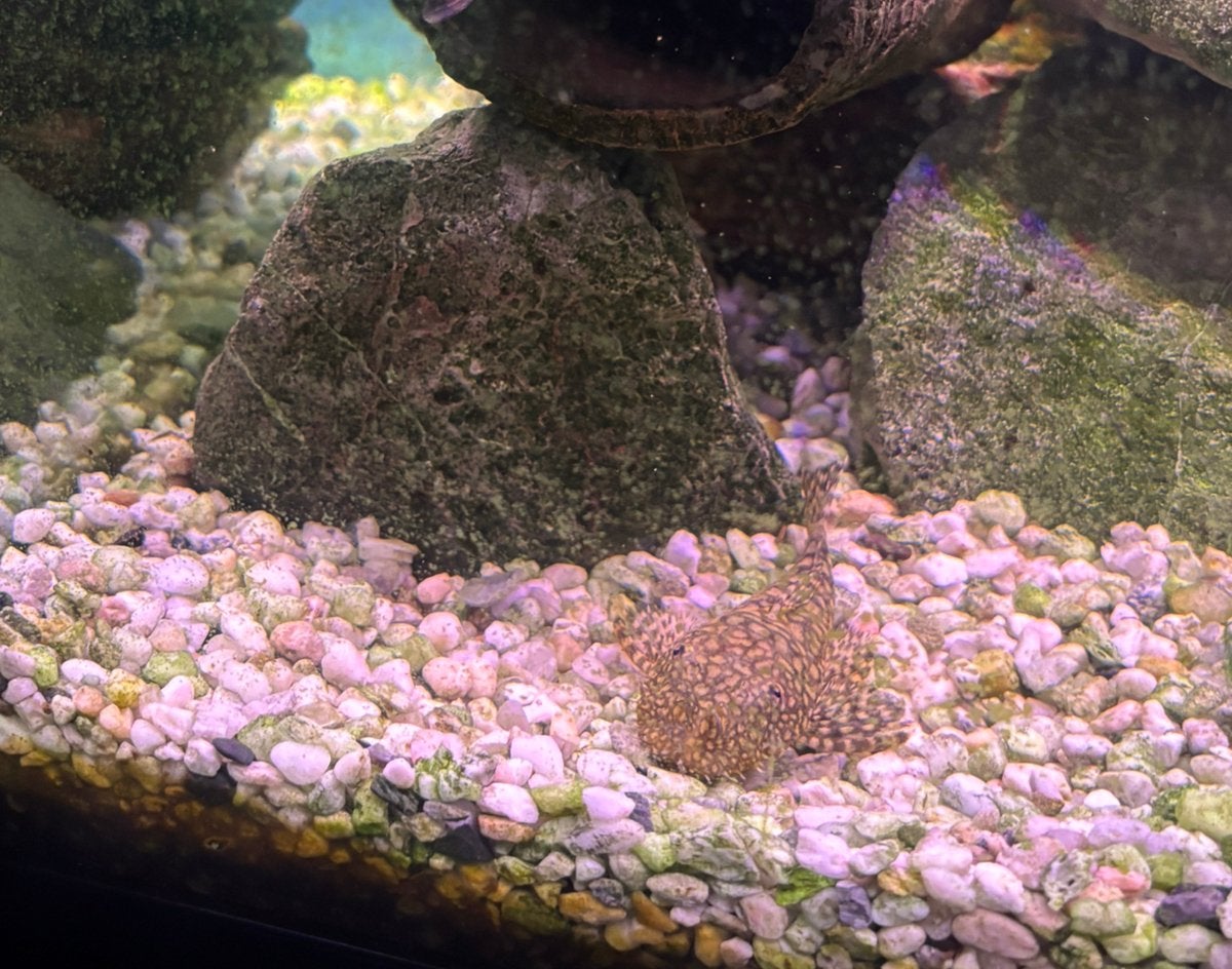 L528 ancistrus (volgroeide vrouw), Dieren en Toebehoren, Vis, Zoetwatervis, Schoolvis