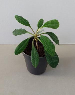 Euphorbia leuconeura - de Madagascar Jewel (kamerplant), Huis en Inrichting, Kamerplanten, Ophalen, Vetplant, In pot