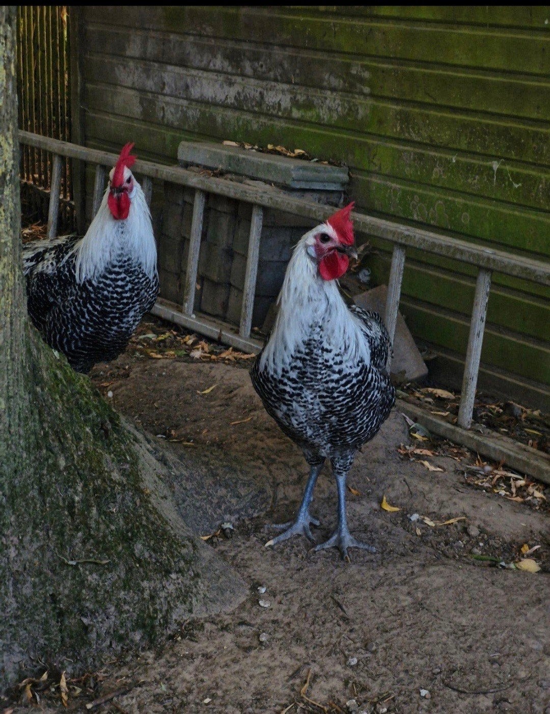 Zilverbrakel hanen (2026), Mâle, Poule ou poulet