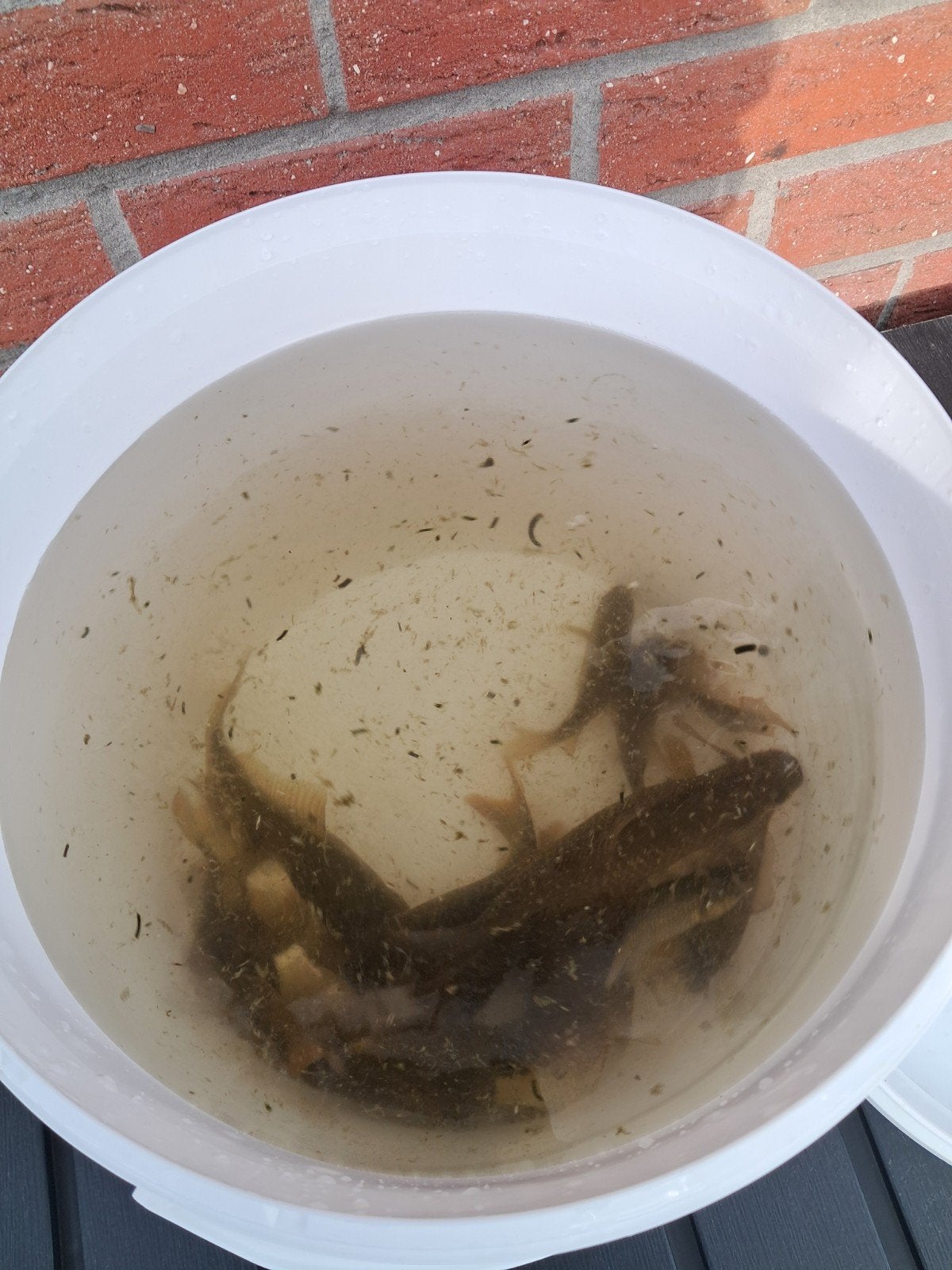 15 tal visjes gratis, Dieren en Toebehoren