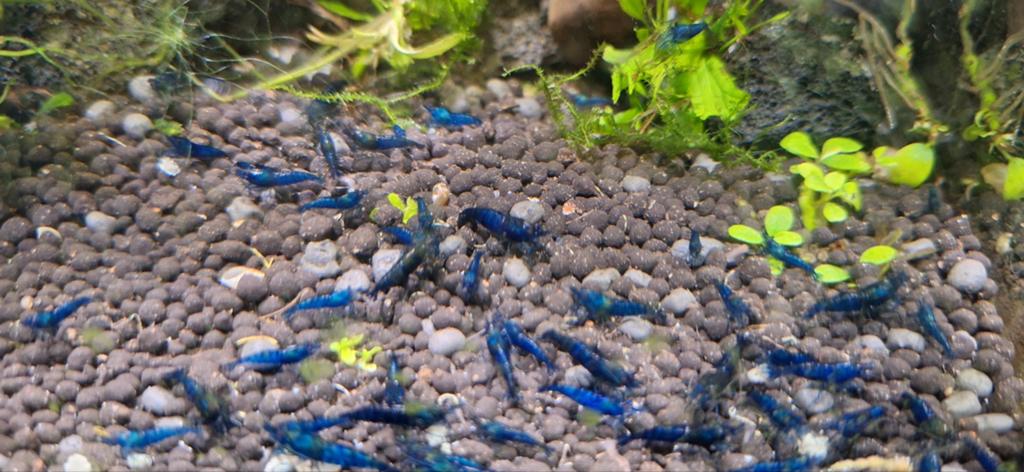 Neocaridina bleu dream garnalen, Homard, Crabe ou Crevette, Poisson d'eau douce, Banc de poissons