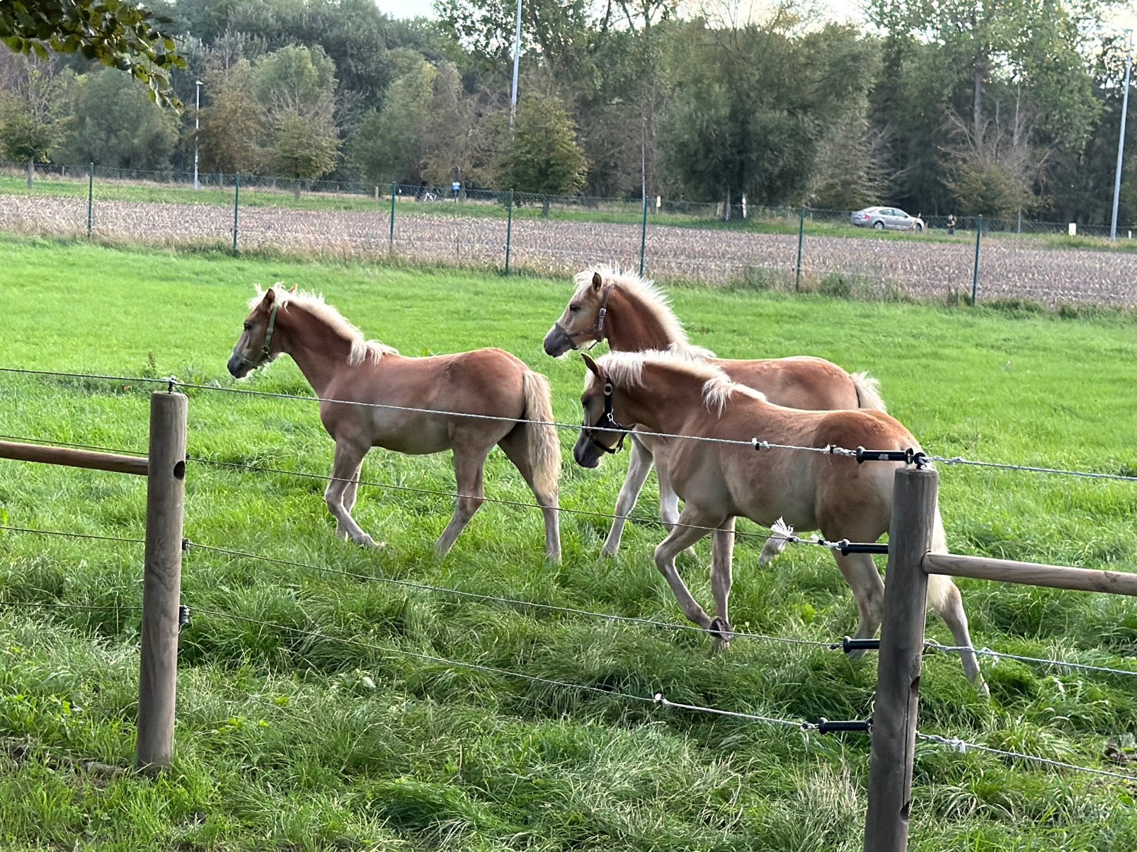 3 knappe merriesveulens, Jument