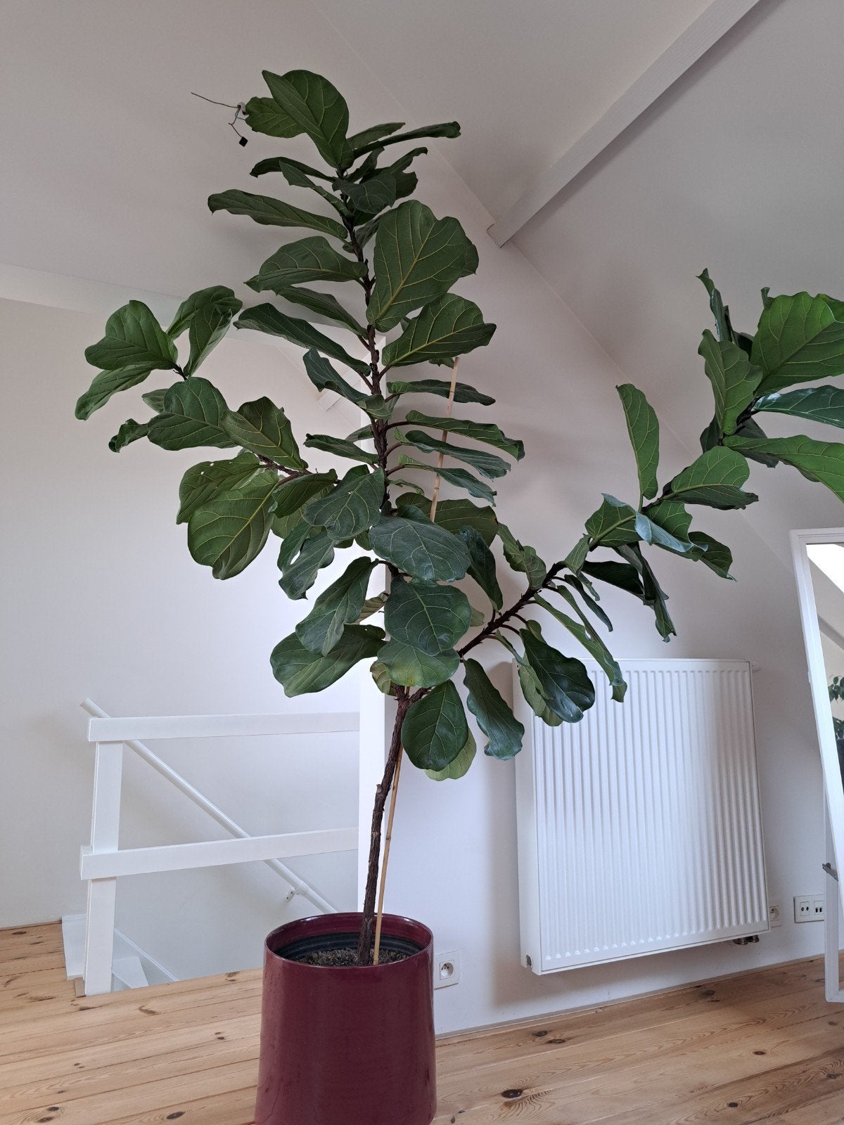 Ficus lyrata - plante à feuilles de violon, Maison & Meubles, Plantes d'intérieur, Enlèvement, Ficus