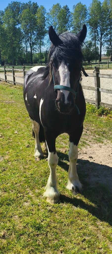 Tinker ruin, Dieren en Toebehoren, Ruin, D pony (1.37m tot 1.48m), Gechipt, 3 tot 6 jaar