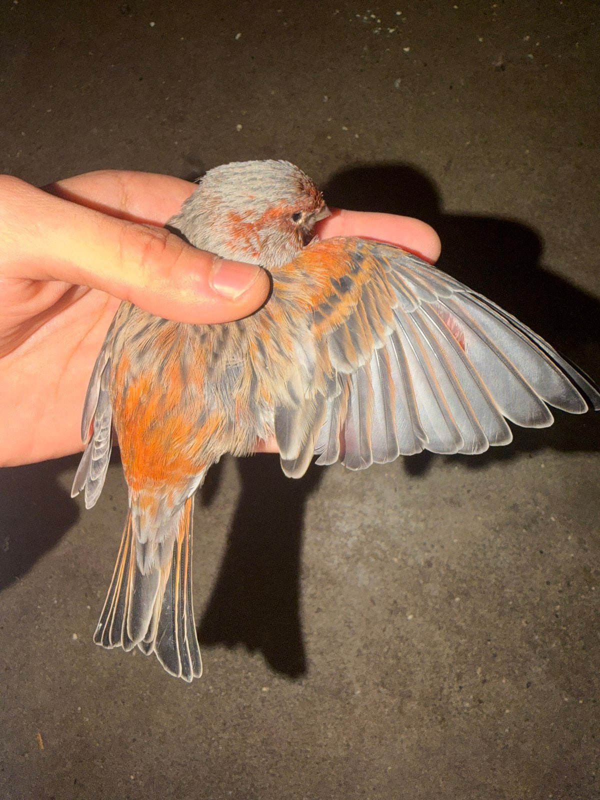 Canari, Animaux & Accessoires, Enlèvement