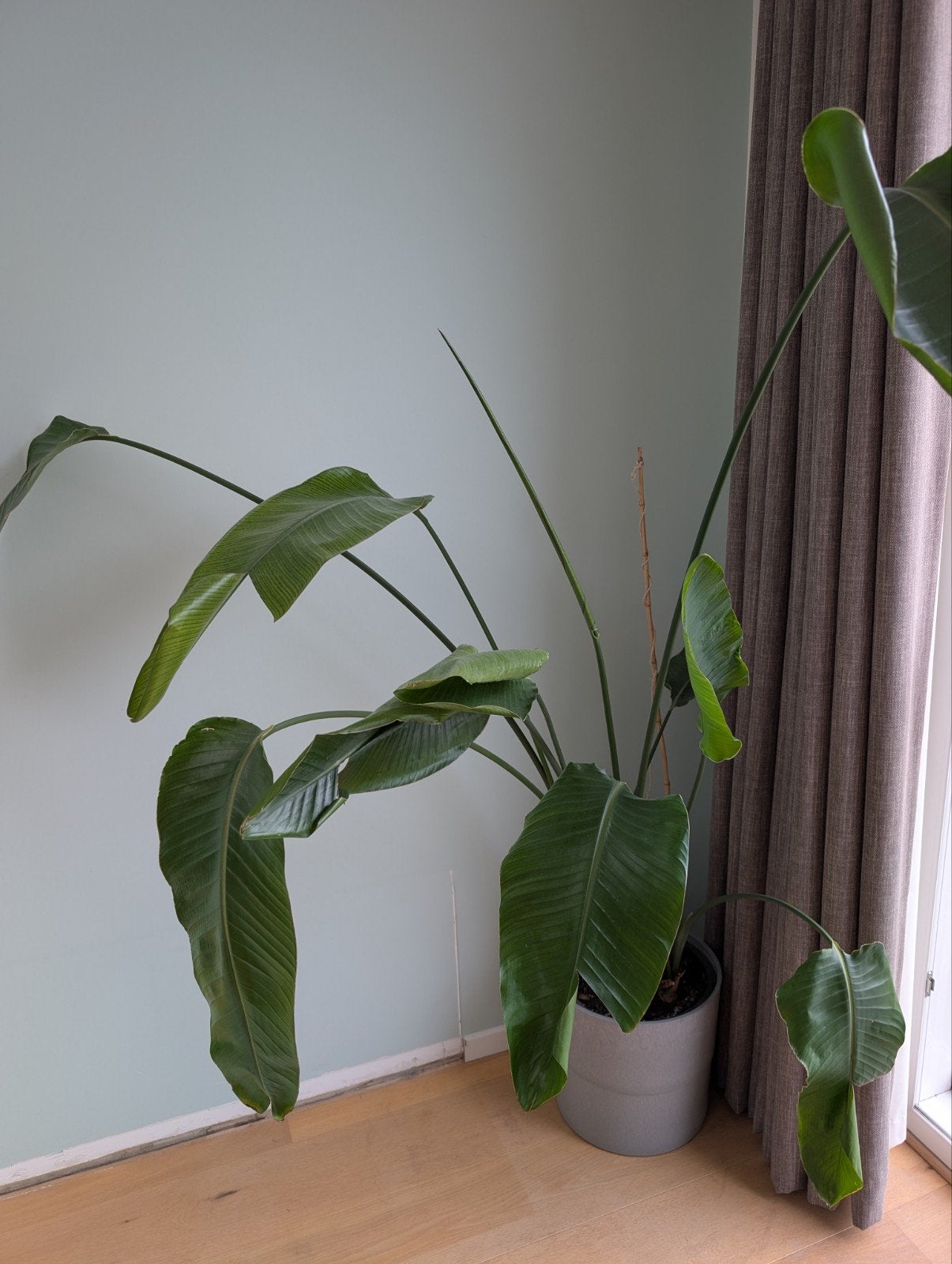 Strelizia, plante oiseau de paradis, Enlèvement