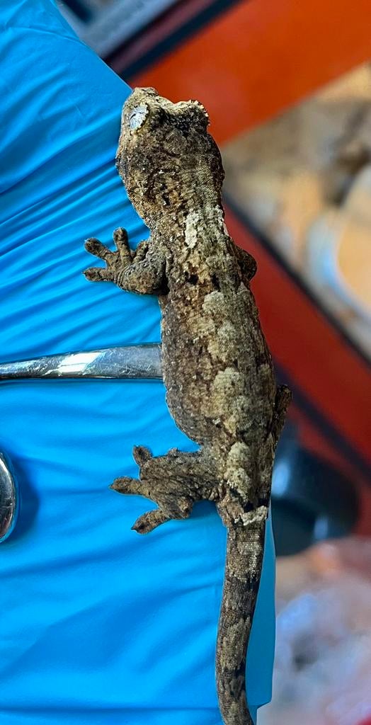 Leuke White collar Chahoua, Dieren en Toebehoren, Hagedis, Tam, 0 tot 2 jaar