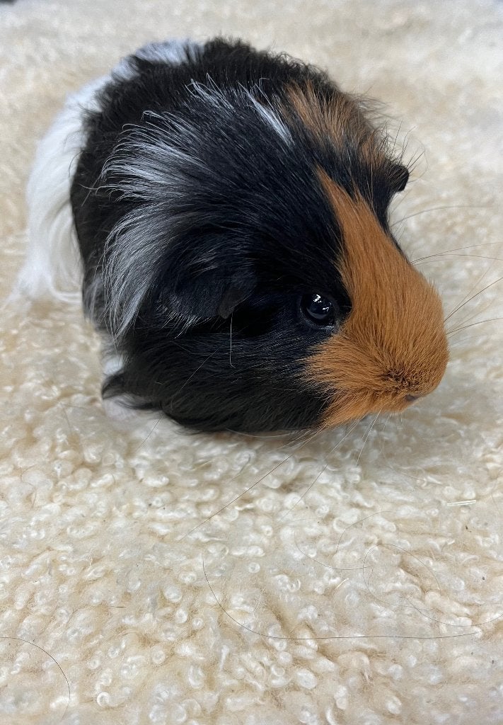 Cavia zeug sheltie, Cavia, Vrouwelijk, Tam, Oktober