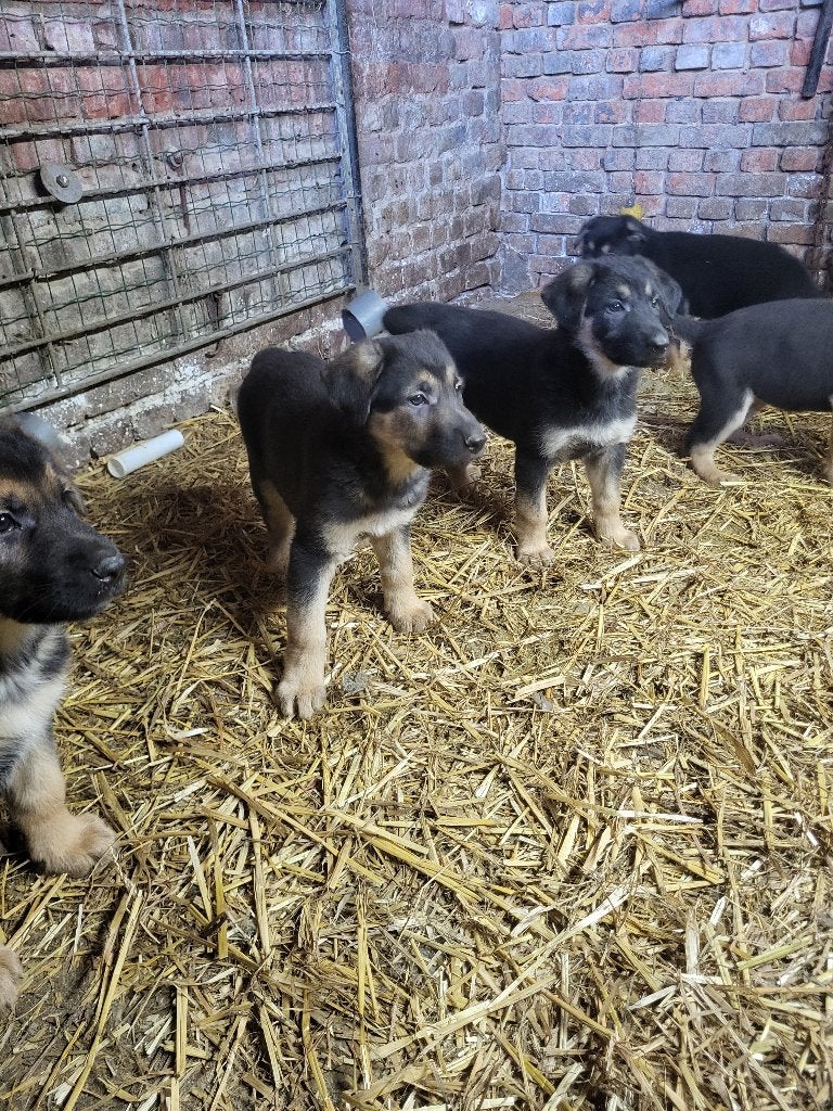 Duitse herders pups, 8 à 15 semaines, Plusieurs, Éleveur | Loisir, Hépatite contagieuse (maladie de Rubarth)