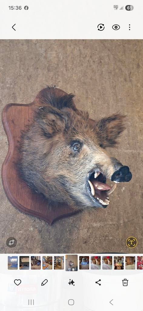 Taxidermi everzwijn, Ophalen