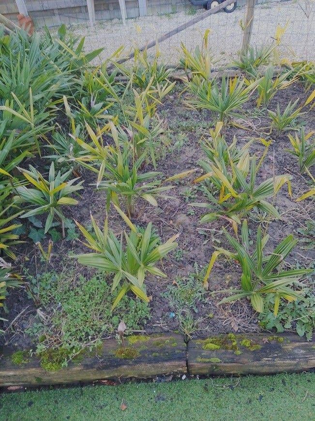 palmbomen, Tuin en Terras, Planten | Bomen, Winter, Halfschaduw, Minder dan 100 cm, Palmboom