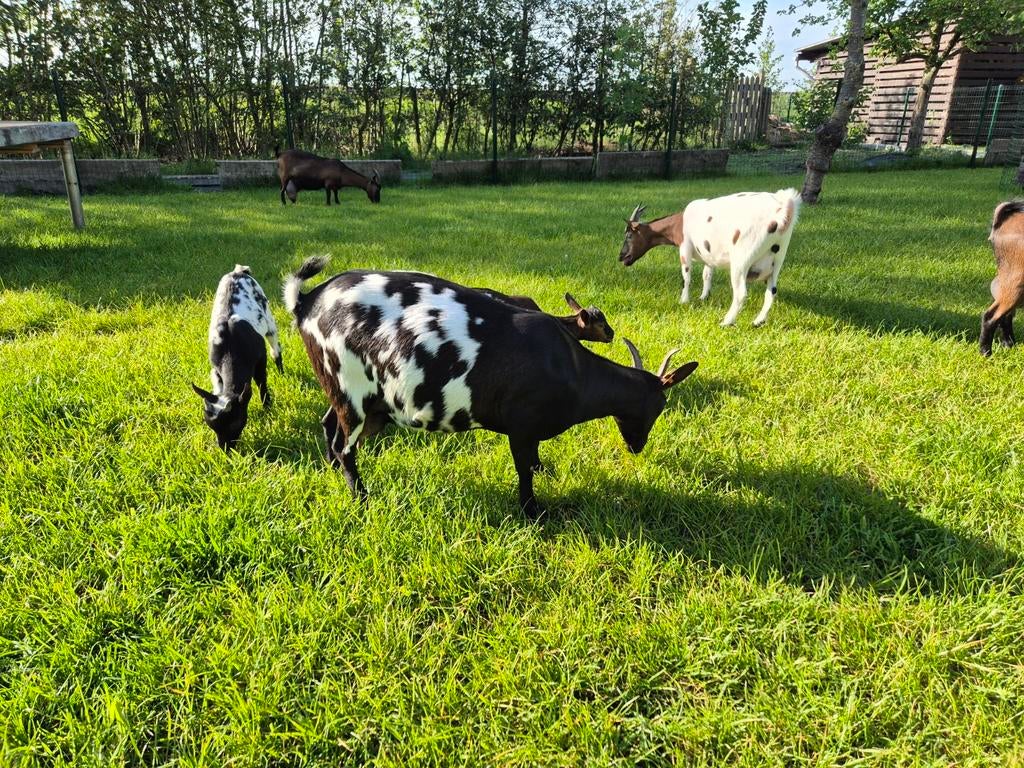 Stippel dwerggeitje met 2 stippel lammeren, Dieren en Toebehoren, Schapen, Geiten en Varkens, Meerdere dieren, Geit, 0 tot 2 jaar