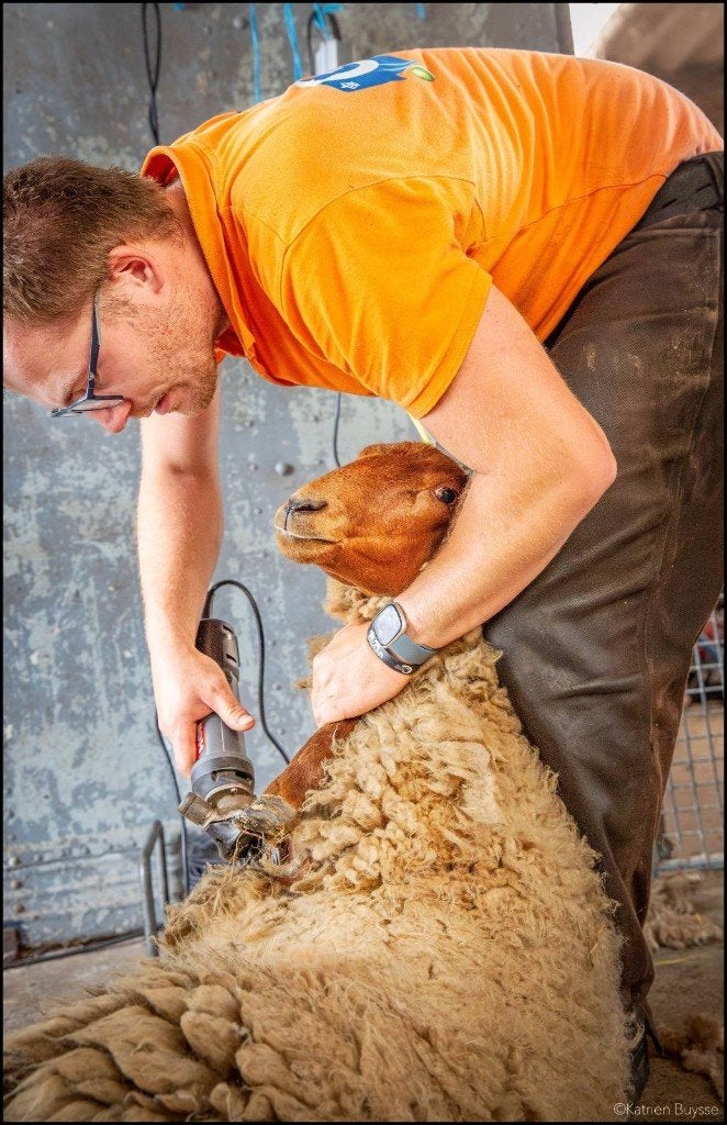 Scheren van schapen door HEEL België, Animaux & Accessoires, Moutons, Chèvres & Cochons, Plusieurs animaux, Mouton