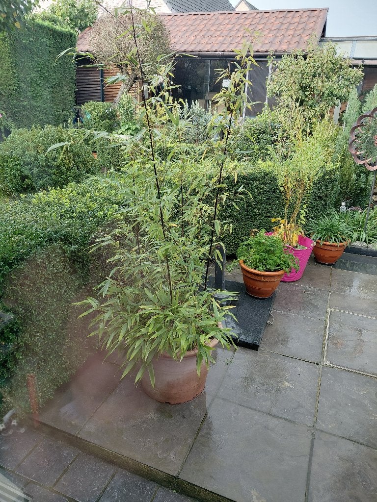 zwarte bamboe in pot, Ophalen, Bamboe, Struik, 100 tot 250 cm