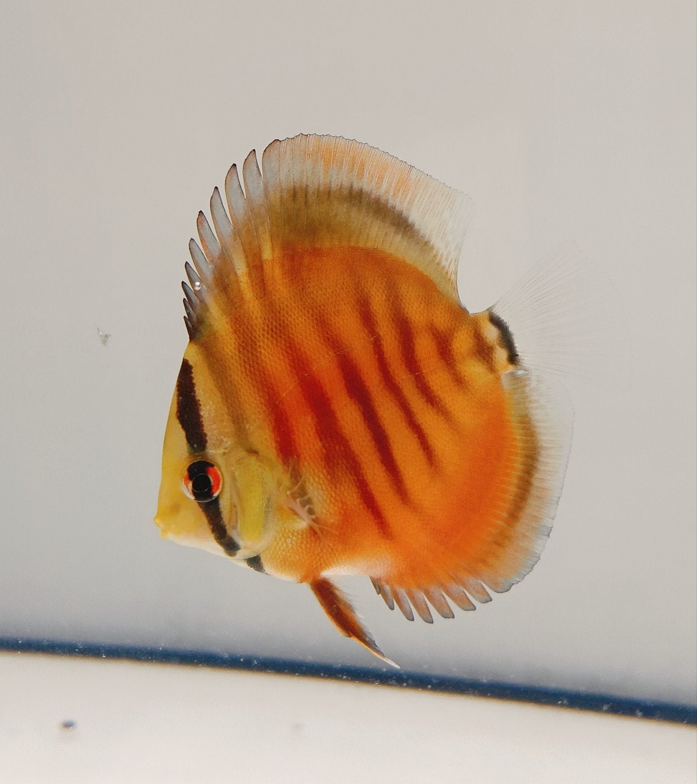 5-7cm red Ica discusvissen, Dieren en Toebehoren, Vissen | Aquariumvissen