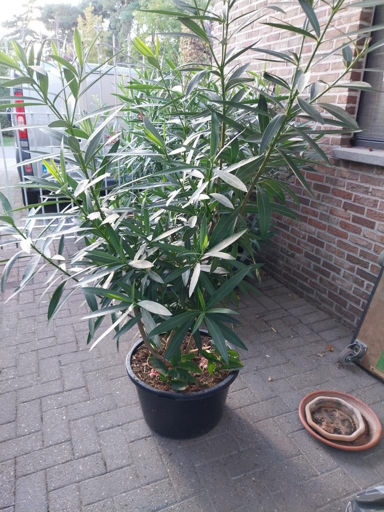 Oleanders te koop, Enlèvement