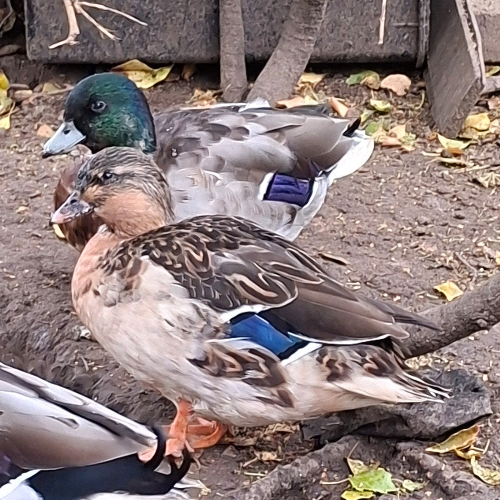 Geelbuik  hollandse kwakers koppel, Plusieurs animaux, Canard