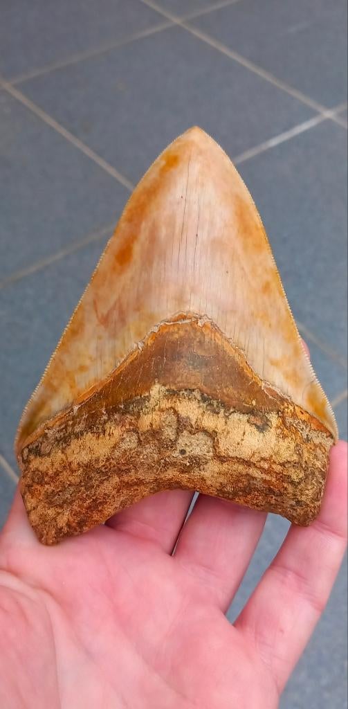 Dent de requin mégalodon fossile de 11,5 cm, Enlèvement ou Envoi, Fossile